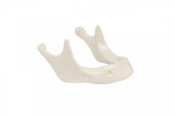 Dental model of edentulous mandible without gingiva and mounting plate for surgical training PD-HN BDP