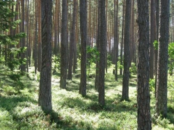 Forest Management Services - Comprehensive Forestry Solutions