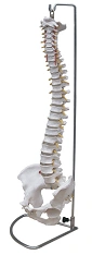 Spine with pelvic bones (flexible), 11104-1