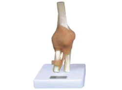 Knee joint model with ligaments, 11209-5