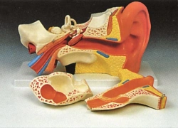 Ear model 6 parts, 17201-1