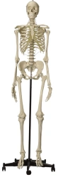 Human skeleton model 180 cm (female)11101-2