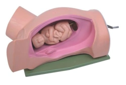 Mechanical model of pregnant woman in longitudinal section for demonstration of Leopold's techniques 5