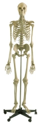 Model of human skeleton 180 cm ( male) SK1101-1