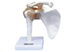 Shoulder joint model with ligaments 11209-1