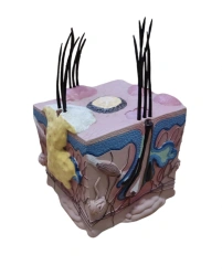 Model of hair follicle, ROST-VF