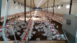 Equipment for floor poultry housing