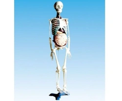Human skeleton with internal organs,11304