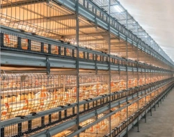 Broiler rearing plant, model "CARRE-TRANSIT"