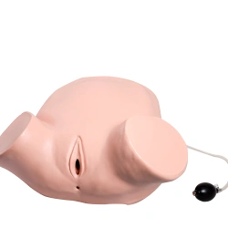 Model of anal and vaginal examination, GP6638