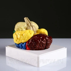 Model of cerebral cortex 18205-1