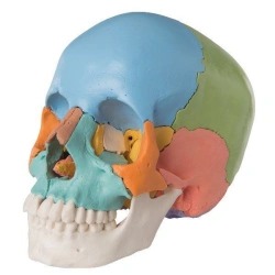 Coloured human skull (22 parts), 11111-1