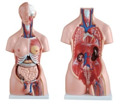 Model of human torso, male, female. (85 cm), 10003