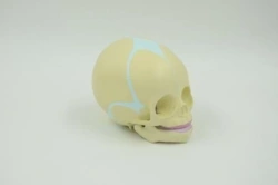 Fetal model (30 weeks) PS6605/FT331B