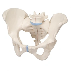 Median section of the female pelvis (3 parts), 15104-2