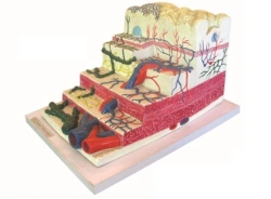 Enlarged model of stomach wall, 12003