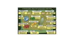 Magnetic poster "Structure of plant cell" with a box of cards, methodical recommendations