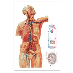 Model of lymphatic system 16011