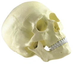 Model of skull ( one-colour), 11110