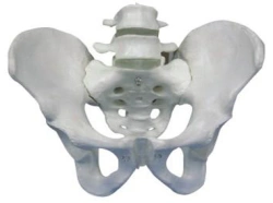 Pelvic bones with 2 lumbar vertebrae, item 11129-2