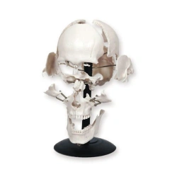 Collapsible skull model (16 parts), 11117-2