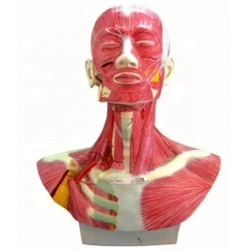 Model of head, neck with external carotid artery, 18230