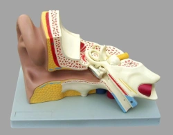 Anatomy of the ear 3 parts, 17201 - 3