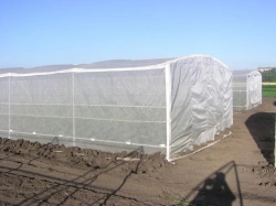 Mesh tents