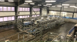 Parallel" milking machine (parlour)