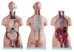 Human torso (unisex), 85cm, 40 parts, T1004