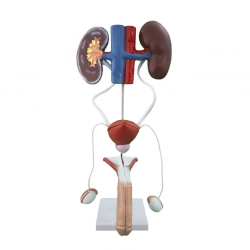 Male genitourinary system, U4002