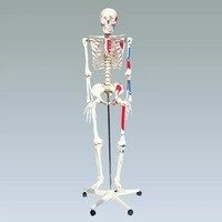 Anatomical model of skeleton with muscles (168 cm), 11302-1