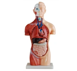 Male torso model 42cm. ( 13 parts), T1006M