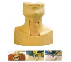Tracheotomy and Thyrococoncentesis Simulator FA5058 / 58