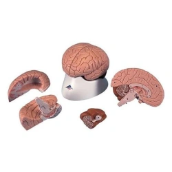 Brain model-increased by 2 times, 4 parts, with anatomical markings PP1001B