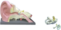 Anatomy of the ear (enlarged model), S7106