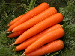 Table Carrot - Fresh and Nutritious Vegetable