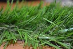 Artificial grass Optigrass C-Classic 70 MF