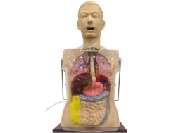 Gastric lavage simulator (model), transparent, A1