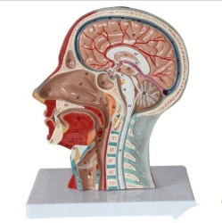 Model of sagittal section of head, 18202