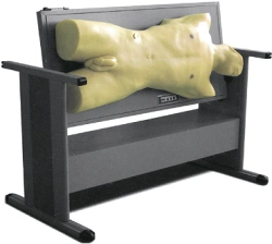 Model for palpation, percussion and puncture of the abdominal region, art. no. CS6232