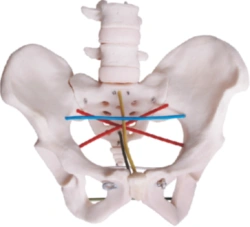 Female pelvic measurement model, item F24