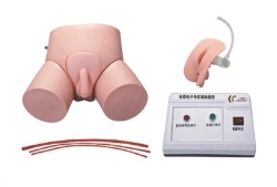 Model for male and female bladder catheterisation, enema placement with controller, D