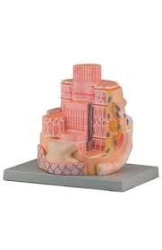 Enlarged model of skeletal muscle structure, 18003
