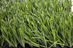 Artificial grass Grass 50/12 PU