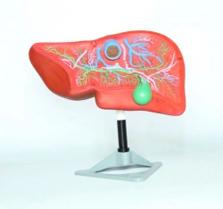 Liver model, ROST/12008