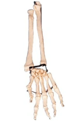 Model of forearm and hand bones 11125