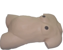 Model of pregnant woman (torso), W