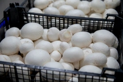 Fresh Cleaned Chilled Champignon Mushrooms for Sale