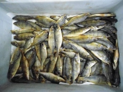 Perch dried, uncut